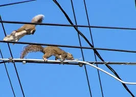 squirrel.webp