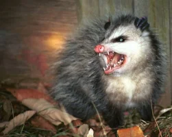 opossum.webp