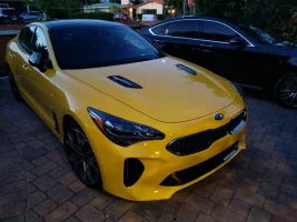 Stinger at home.webp