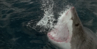 33E4455A-77BD-4AB0-8FBD-1F9CA5B53B1F.gif