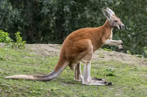 181005_kangaroo_1.webp