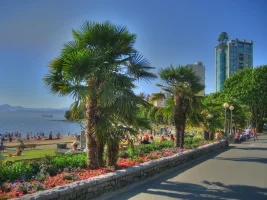 palm.webp