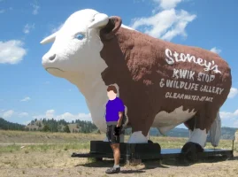 Bull MT.webp