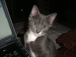 dharma 3.webp
