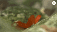 9EC2E87B-778A-42F9-8DFC-7B313D8E2B86.gif
