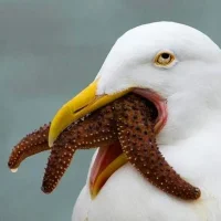 starfish.webp