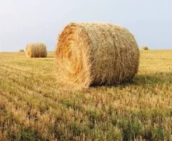 3207B21A-2412-4F3B-90C5-59D5910001EA.webp