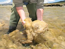 didymo_rock_snot_large_02.webp