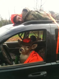 deer.webp