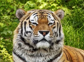 cool_tiger_face_wallpaper.webp