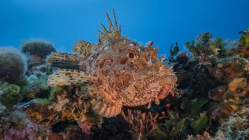 Scorpion-Fish-GettyImages-1126131841.jpg
