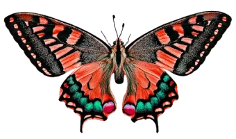 butterfly.webp