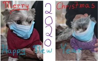 dogs christmas1.webp