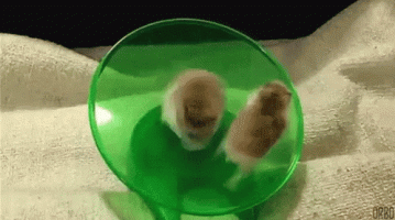 1615995636328.gif