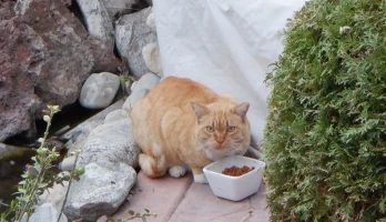 bibs1.webp bibs1.webp