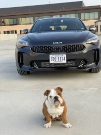 Stinger 3 Days Chubbs 16 weeks.webp