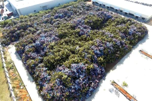 bike graveyard3.webp