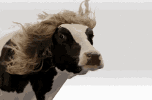 sexy-cow-hair.gif