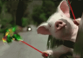 geico-pig.gif