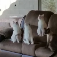 all four with fan.webp