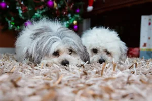 2016xmas46.webp