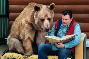 bear.webp
