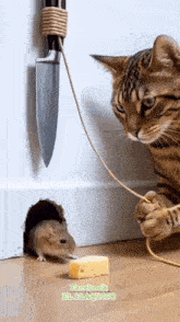 cat-mouse.gif cat-mouse.gif