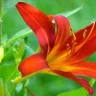 Lily Papaya