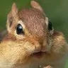 Chipmunk