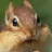 Chipmunk